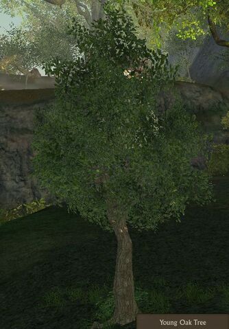 File:Oak Tree Young.jpg
