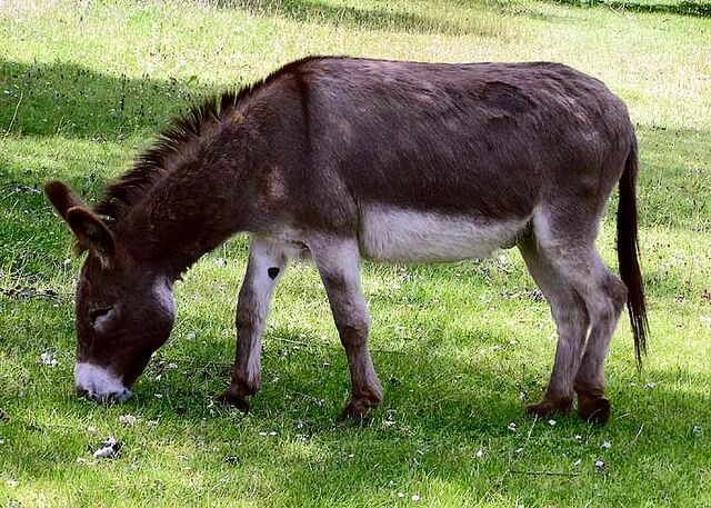 File:Donkey 1 arp 750px.jpg