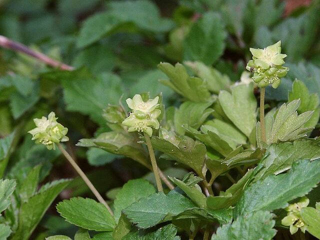 File:Adoxa moschatellina 210406a.jpg