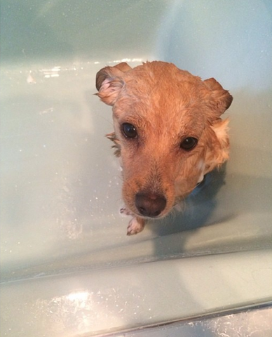 File:Toulouse Bathtime.png