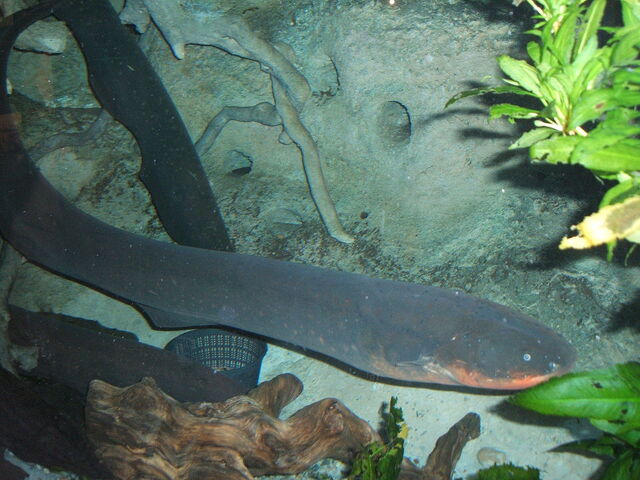 File:1280px-Electric-eel2.jpg