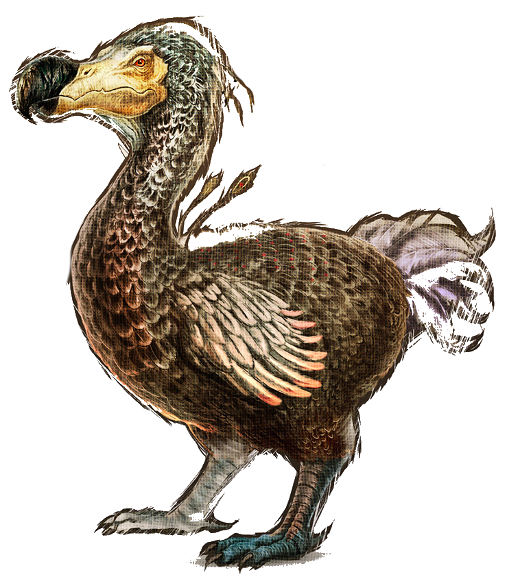 Dodo's. Додо АРК. Додо АРК сурвайвал. Додо динозавр Ark Survival Evolved. Додо птица АРК.