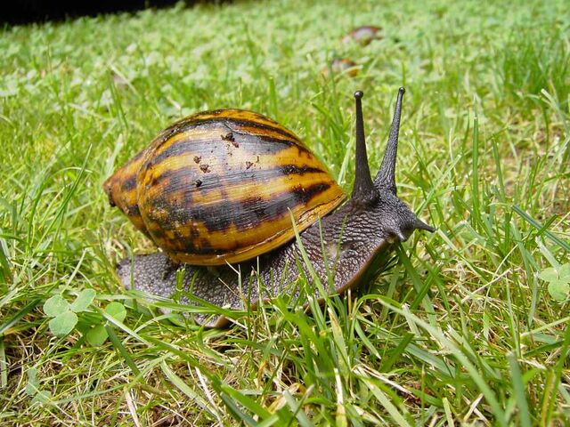File:Achatina achatina.jpg