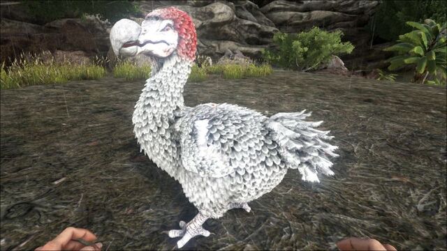 File:800px-Dodo PaintRegion4.jpg