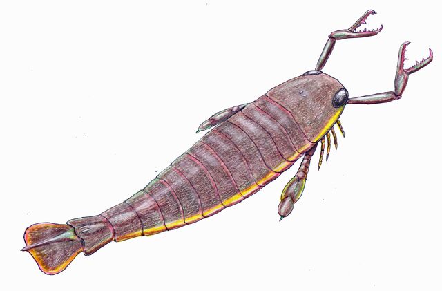 File:Jaekelopterus rhenaniae reconstruction.jpg