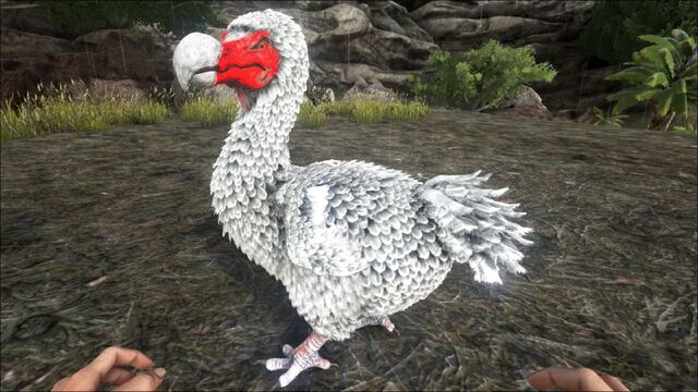 File:800px-Dodo PaintRegion1.jpg