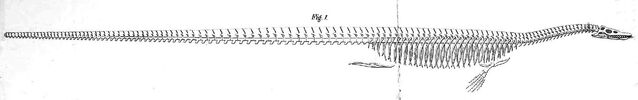 File:Cope Elasmosaurus.jpg