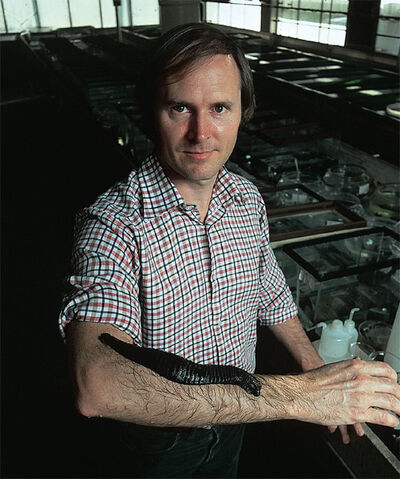 File:Sawyer Hghilianii.jpg