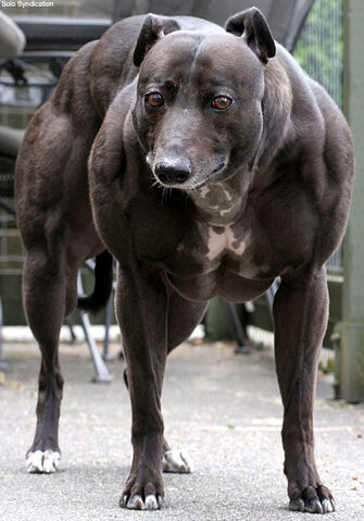 File:Doggroids.jpg