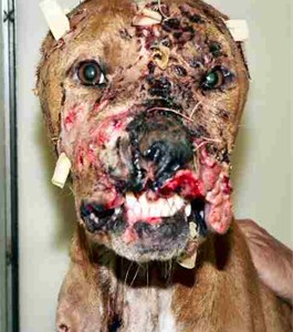 File:Dogfightloser.jpg