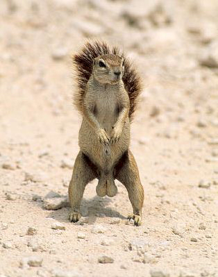 File:Squirrel-Original.jpg