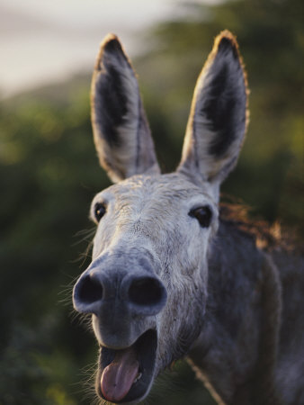 File:Braying donkey.jpg