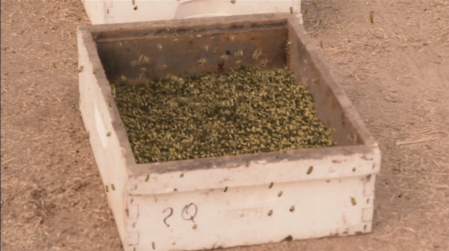 File:4x06 Double Crossers (36).png