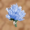 Eisblume.png