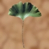 Tairanblatt.jpg