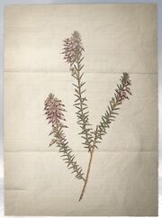 ACS DB Herbaceous Heath