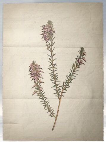 File:ACS DB Herbaceous Heath.jpg