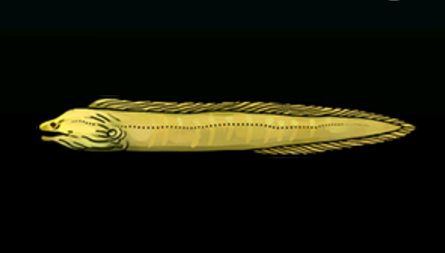 File:GreenMorayEelACP.png