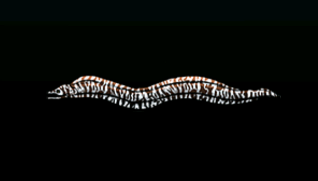 File:SpottedMorayEelACP.png