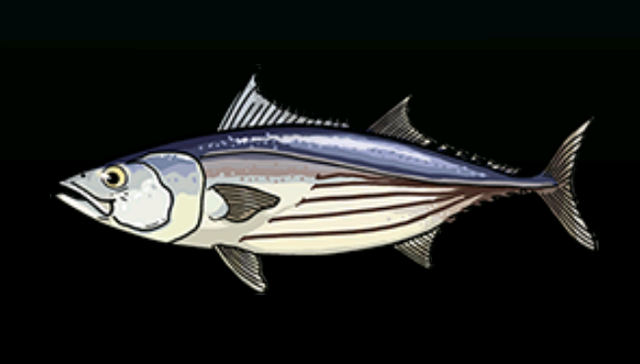 File:SkipjackTunaACP.png