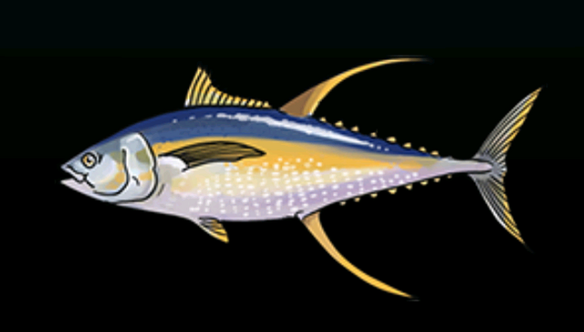File:YellowfinTunaACP.png