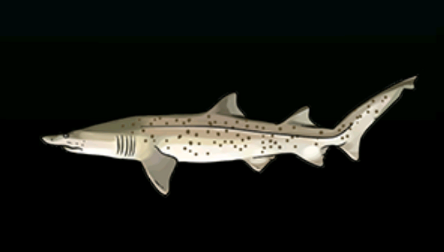 File:SandTigerSharkACP.png