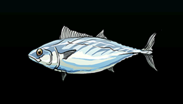 File:BonitoACP.png