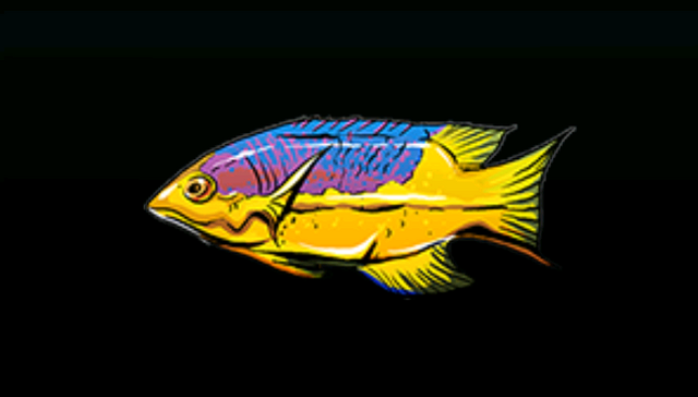 File:SpanishHogfishACP.png