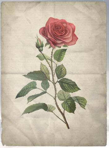 File:ACS DB Rose.jpg