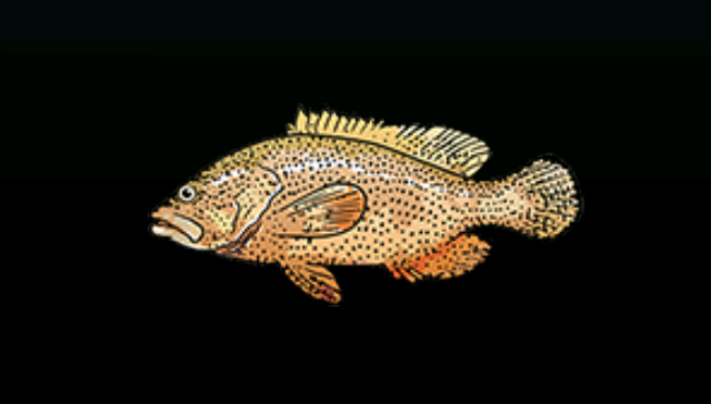 File:GraysbyACP.png
