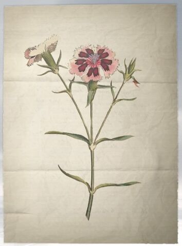 File:ACS DB China Pink.jpg