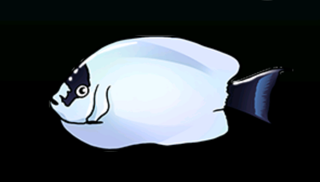 File:MaskedAngelfishACP.png