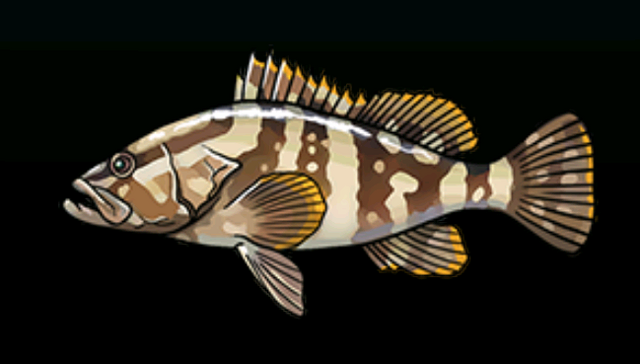 File:NassauGrouperACP.png