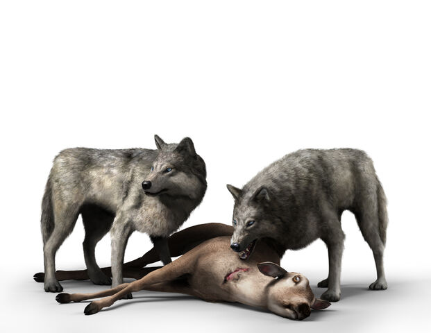 File:Soloplayer - Wolves.jpg
