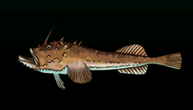 File:AnglerACP.png