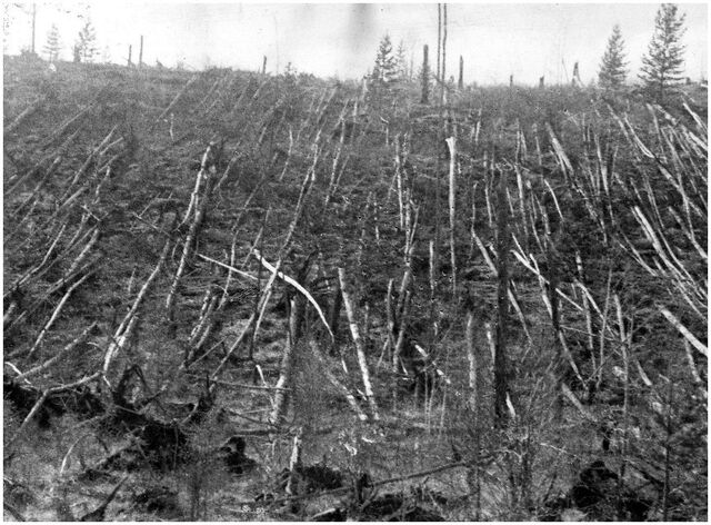 File:Tunguska trees.jpg