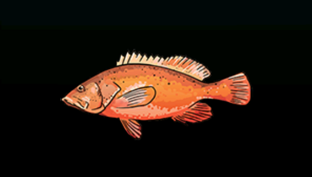 File:ConeyACP.png