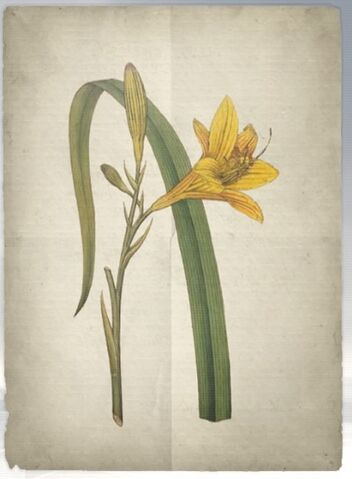 File:ACS DB Yellowday Lily.jpg