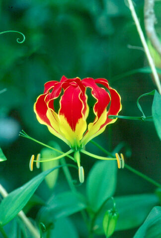 Archivo:Gloriosa.jpg