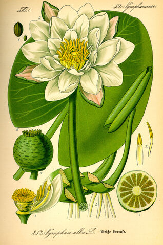 Файл:Illustration Nymphaea alba0.jpg