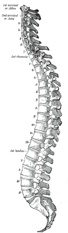 File:Vertebral-column.png