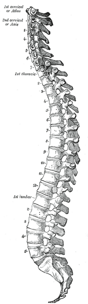 Vertebral-column