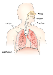 Respiratory System.svg