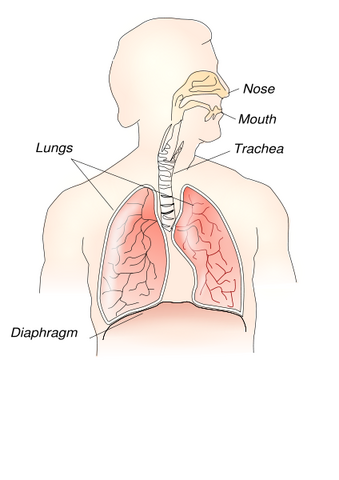 File:Respiratory System.svg.png