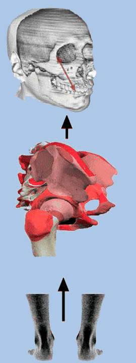 Pure Ascending Postural Distortion Pattern