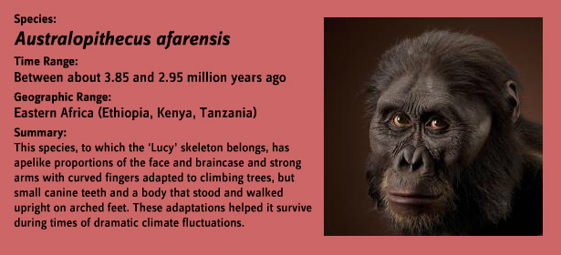 Photo A afarensis