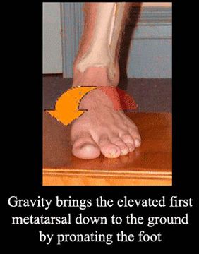 Rothbarts Foot in GDPron