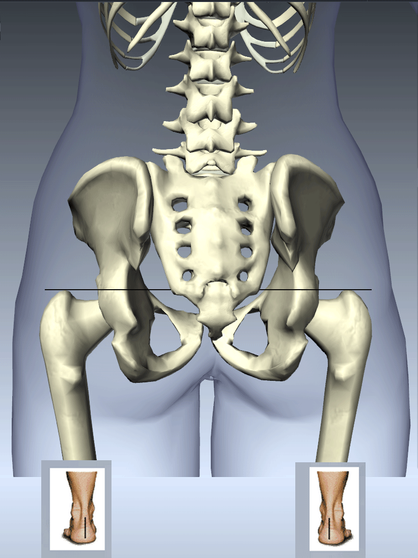 Foot To Innominate Link - Animation
