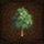 Small-subarctic-tree