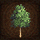 Medium-subarctic-tree